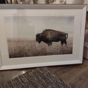 Buffalo