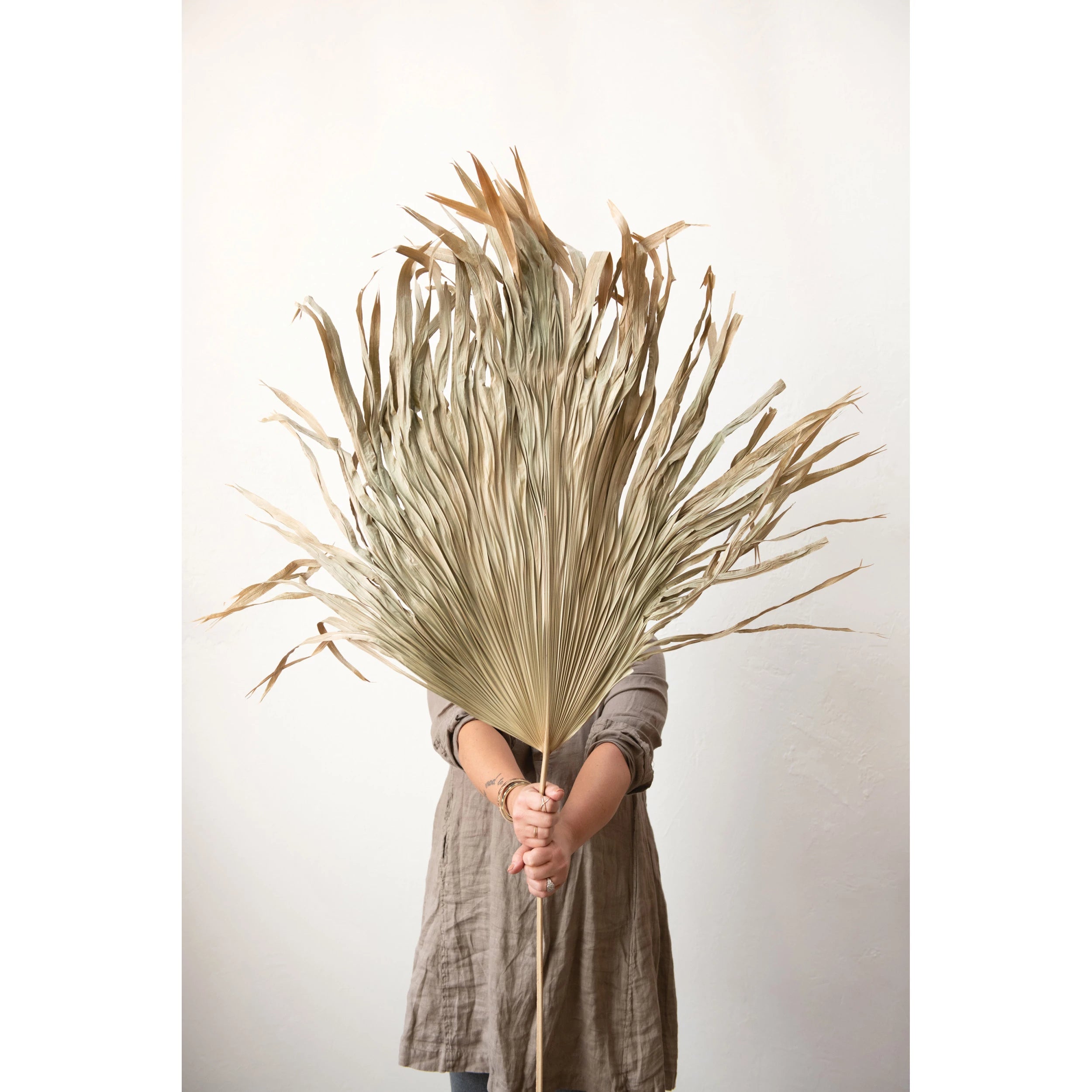 DF3103   Dried Palm Fan Leaf