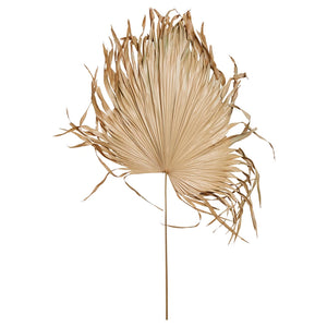 DF3103   Dried Palm Fan Leaf